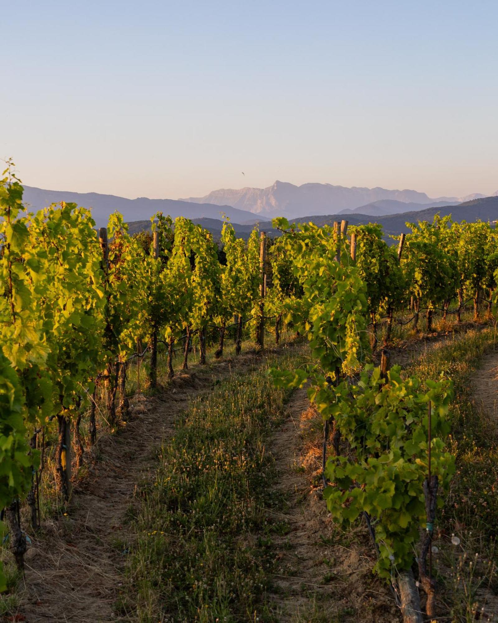 Tenuta Perusini Corno di Rosazzo Экстерьер фото